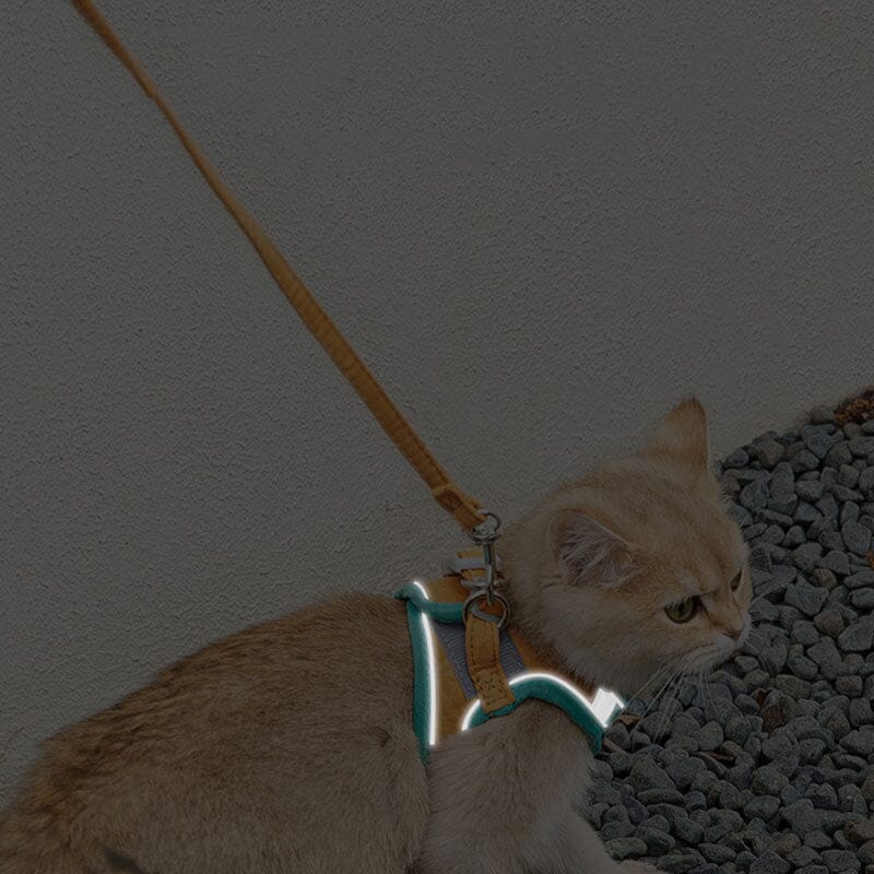 Adjustable Cat Harness Set
kitten harness and leash
dogs bed
cat leash with harness
cat leash and harness
cat harness