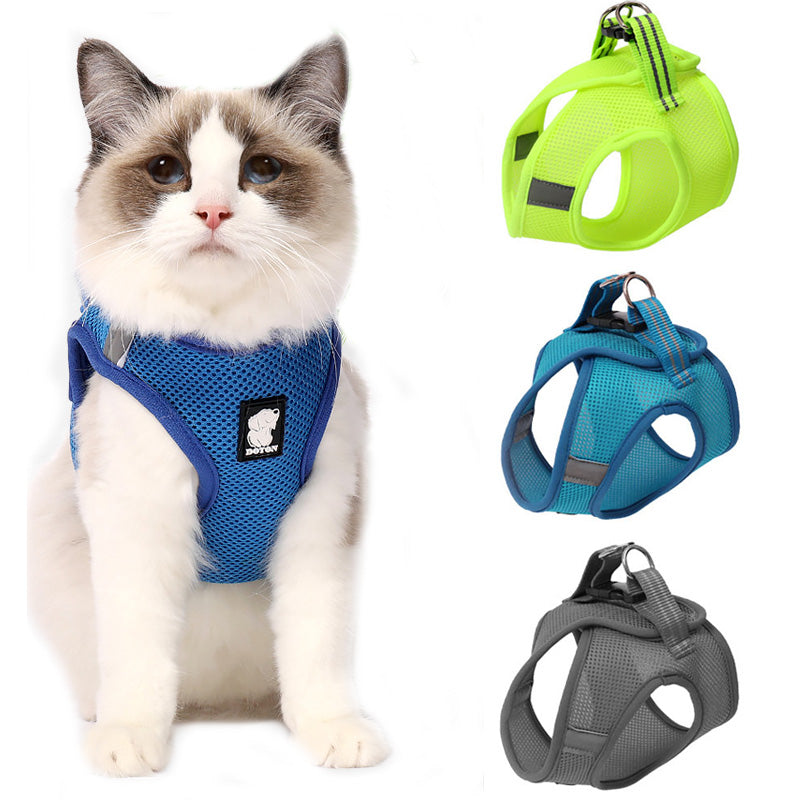 cat seatbelt
