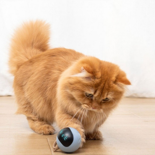 cat toy, Smart Cat To, cat play toys, cat playing toys