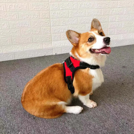 best dog harness

best harness dogs