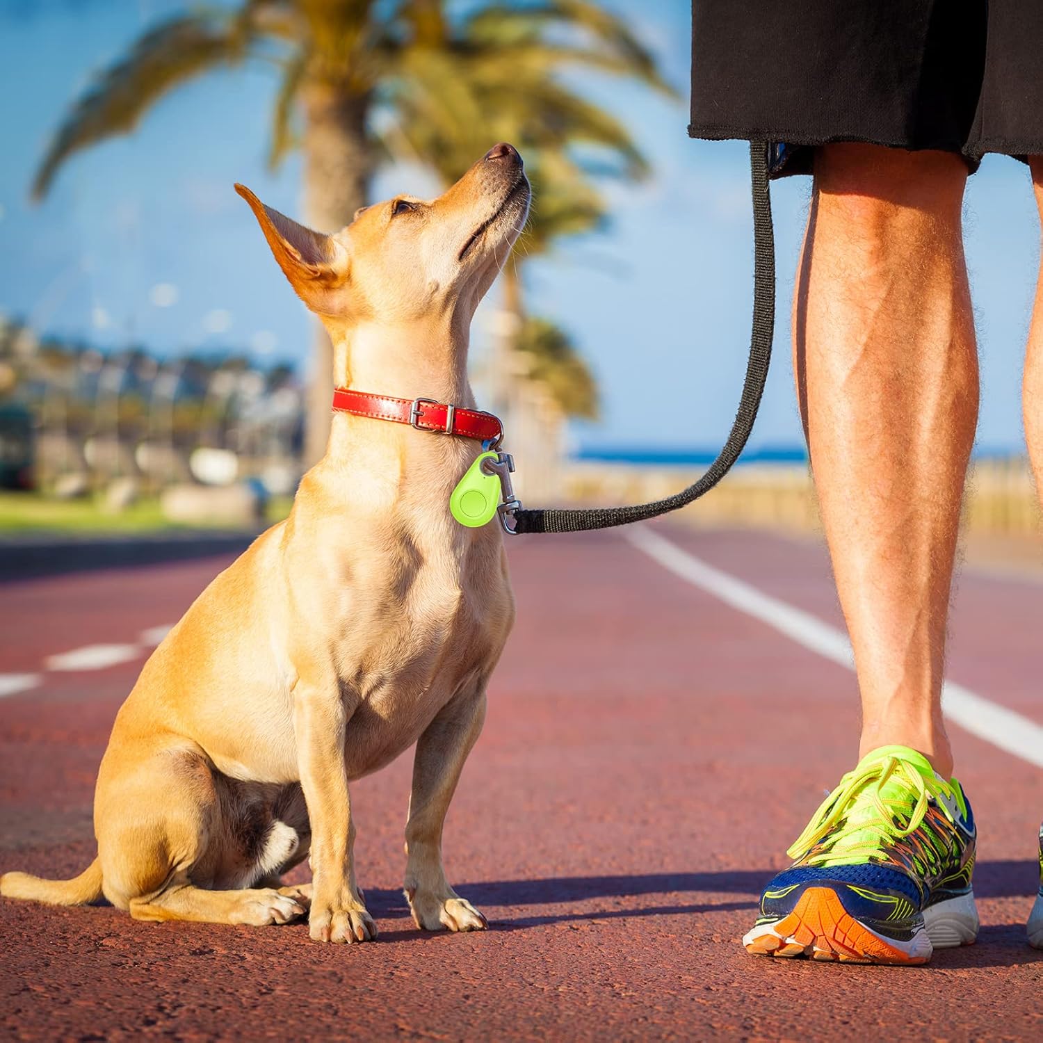collar gps for dogs, 	
petsmart pets, Pet Smart GPS Tracker